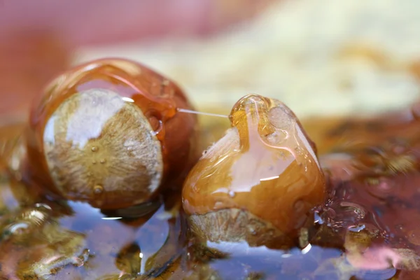 Hazelnuts in honey — Stock Photo, Image