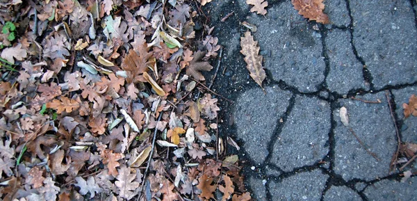 Folhas de queda em um asfalto quebrado — Fotografia de Stock