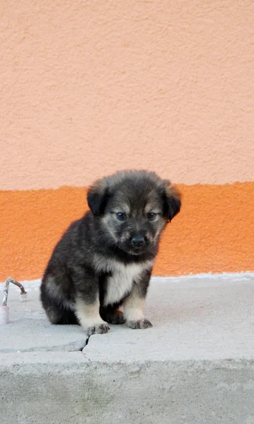 Sarplaninec - Shara Mountain Dog, perro pastor macedonio , — Foto de Stock