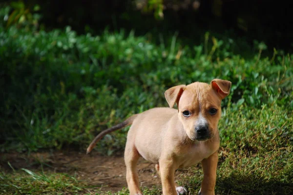 Bahçede köpek yavrusu — Stok fotoğraf