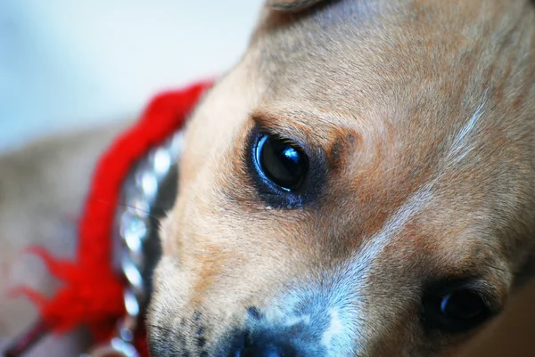 Kutya szem, közelről Amstaff, staffie PET — Stock Fotó
