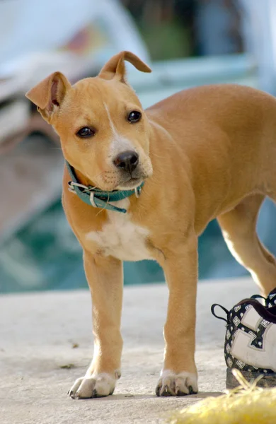 Brown giovane staffordshire bull terrier — Foto Stock