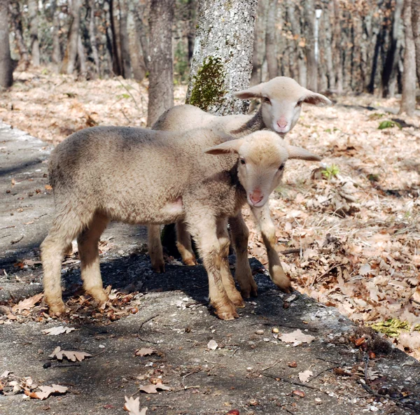 Proud lamb — Stock Photo, Image