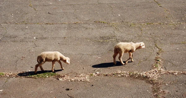 Proud lamb — Stock Photo, Image