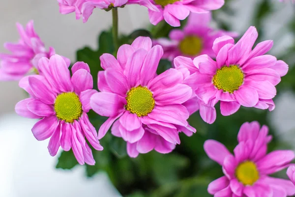 Hrizantema virágok — Stock Fotó