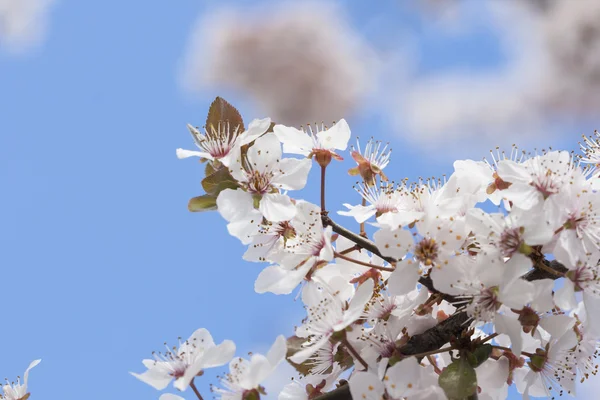 Frühling — Stockfoto