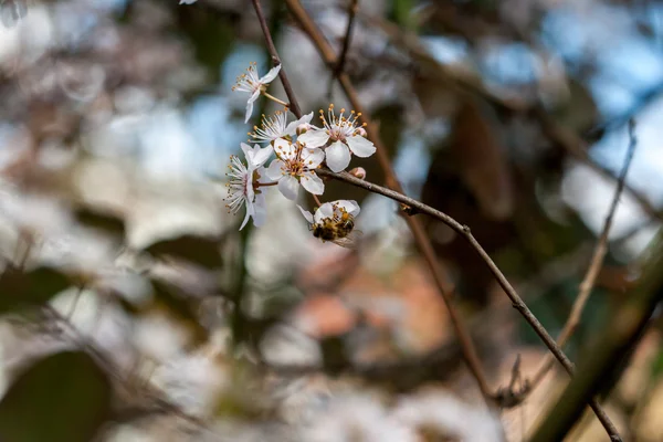 Spring — Stock Photo, Image