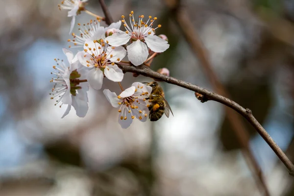 Primavera — Foto Stock