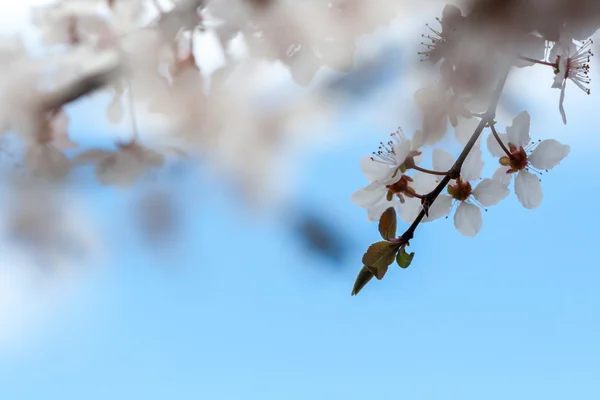 Primavera — Fotografia de Stock