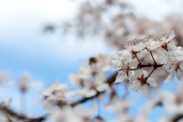 Primavera — Fotografia de Stock