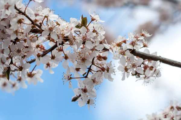 Frühling — Stockfoto