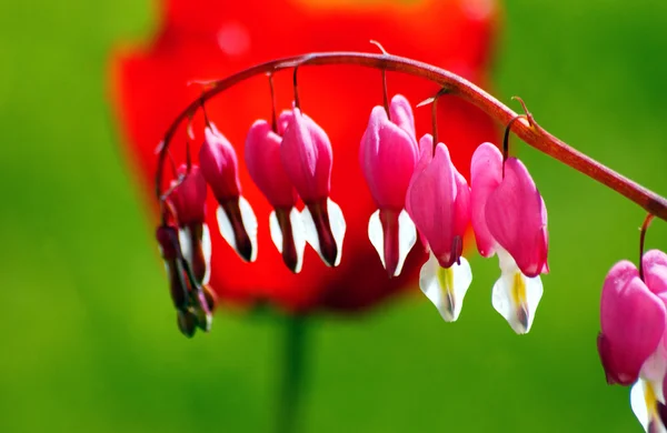 Flores de primavera — Fotografia de Stock