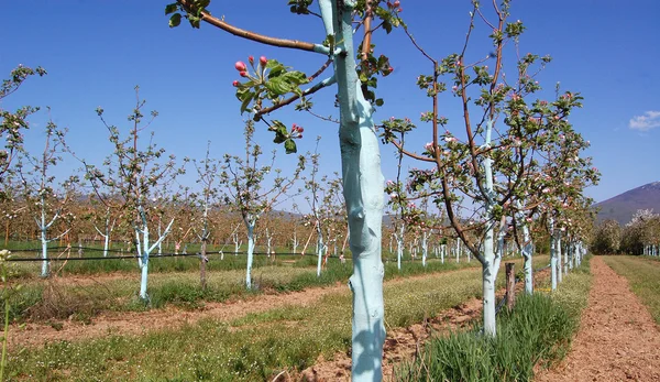 컬러 나무와 사과 과수원 — 스톡 사진