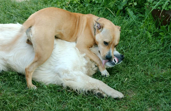 Friendly fighting — Stock Photo, Image