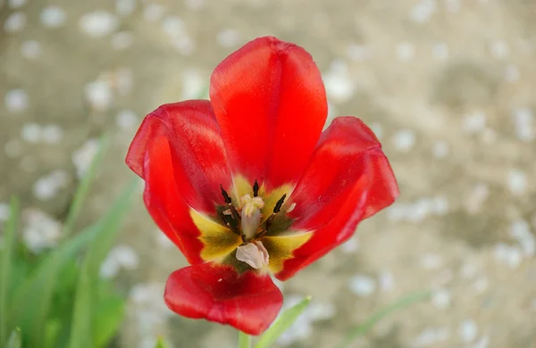 Červený Tulipán — Stock fotografie