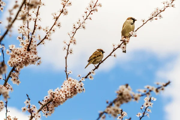 Two sparrows sitting on the branch of blooming tree — Stock Photo, Image