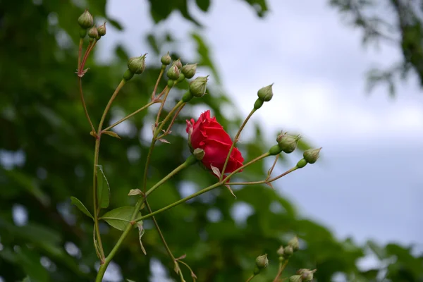 Achtertuin rozen — Stockfoto