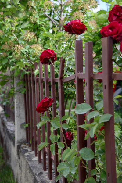 Розы на заднем дворе — стоковое фото
