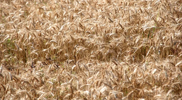 Wheat background Royalty Free Stock Images