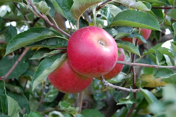 Äpfel — Stockfoto