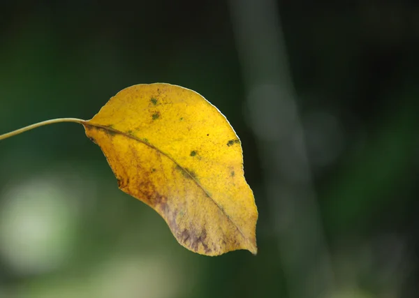 Automn está llegando. — Foto de Stock