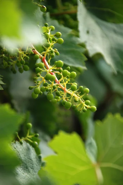 Nie dojrzałych winogron — Zdjęcie stockowe