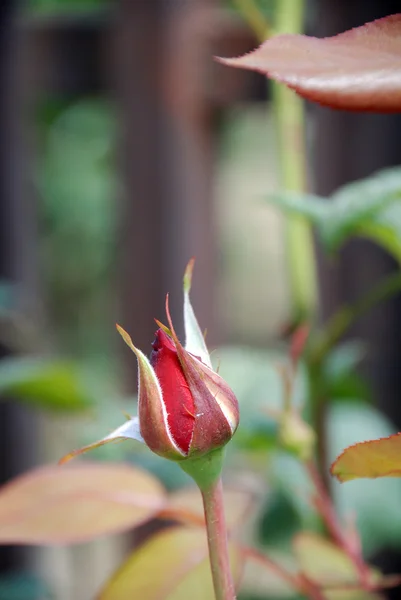 Красная молодая роза в саду — стоковое фото