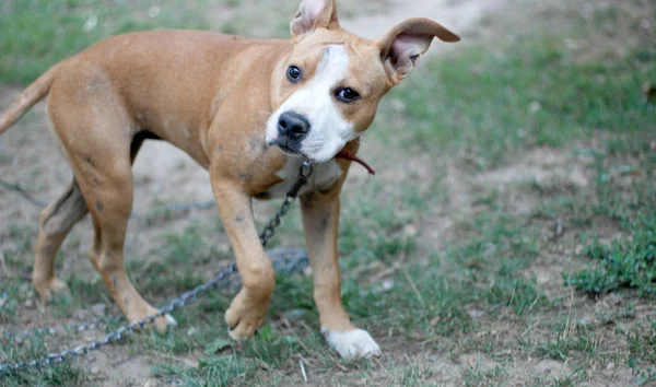 American staffordshire terrier in grass — Stock Photo, Image