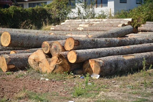 Wood for industry,pine wood — Stock Photo, Image