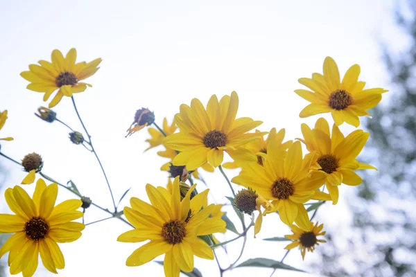 Flores amarelas vibrantes — Fotografia de Stock