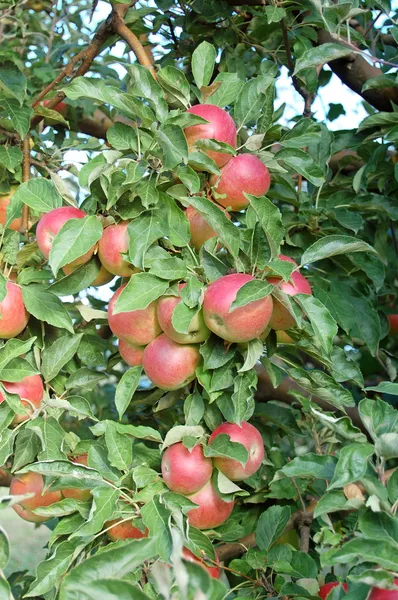 Manzanas frescas maduras en huerto — Foto de Stock