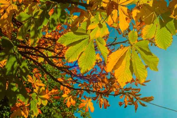 Automn 나뭇잎 — 스톡 사진
