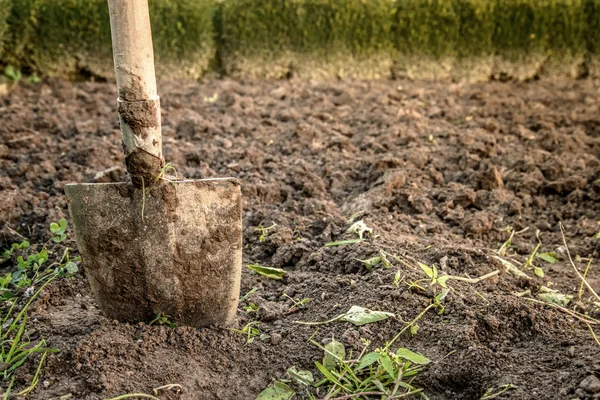 Excavación de suelo para plantación — Foto de Stock