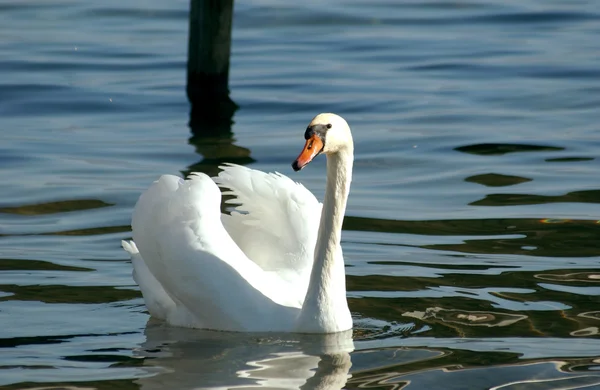 Swan i sjön ohrid, Makedonien — Stockfoto