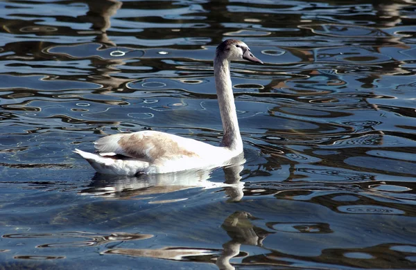 Swan in lake ohrid, macedonia — Stock Photo, Image