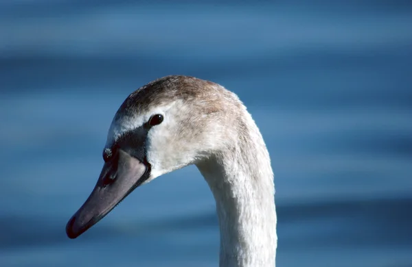 Cisne en el lago ohrid, macedonia — Foto de Stock