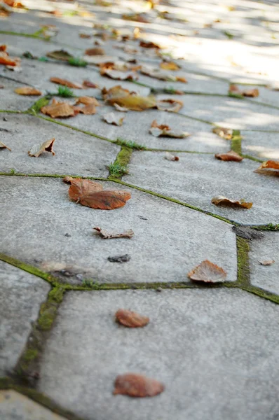 Podzimu listy na chodníku — Stock fotografie