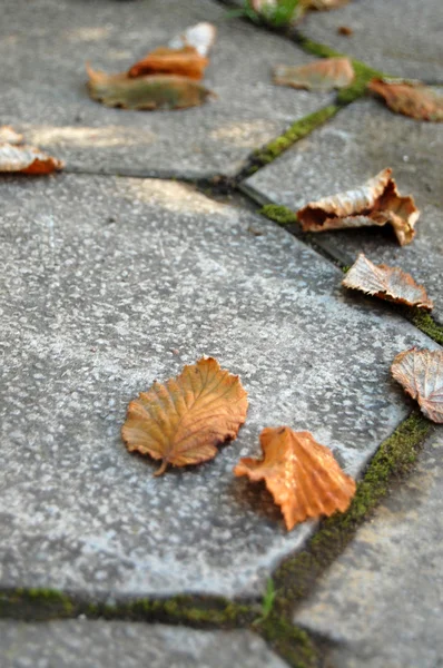 Λησμονιά φύλλα σε ένα πεζοδρόμιο — Φωτογραφία Αρχείου