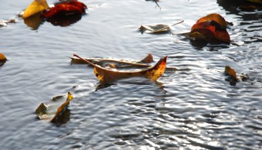 Sonbahar yaprakları taze bir hazır beton