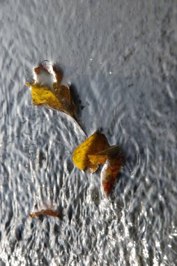 Sonbahar yaprakları taze bir hazır beton