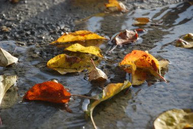 Sonbahar yaprakları taze bir hazır beton