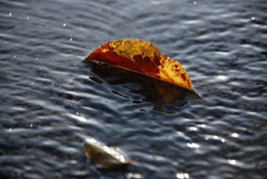 Sonbahar yaprakları taze bir hazır beton