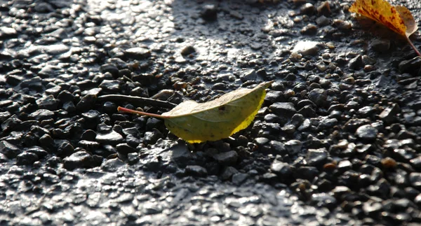 Autumn leaves on a fresh prepared concrete — Stock Photo, Image