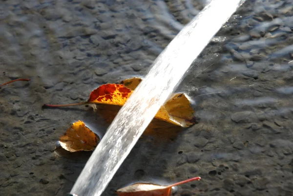 El agua que fluye sobre la hoja de otoño en un hormigón fresco preparado —  Fotos de Stock