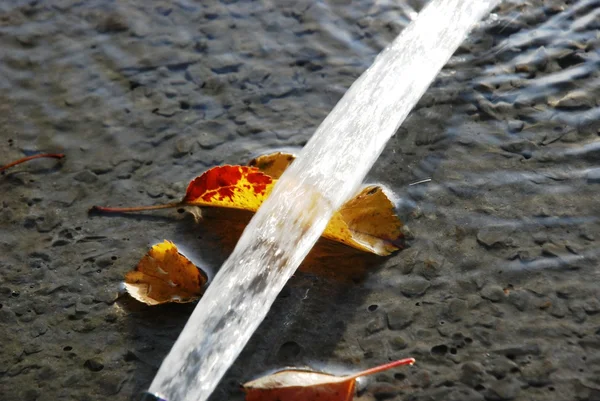 Fluindo água sobre a folha de outono em um concreto preparado fresco — Fotografia de Stock