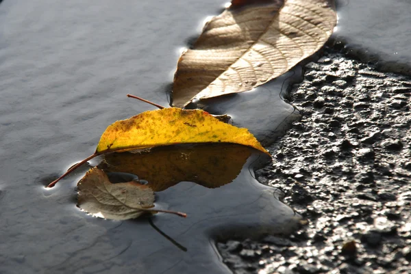 Las hojas otoñales sobre el hormigón fresco preparado —  Fotos de Stock