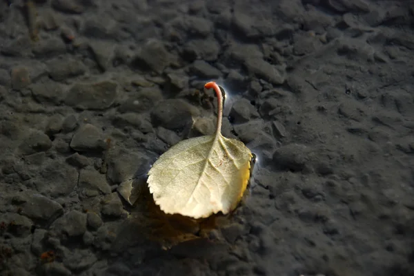 新鮮な準備されたコンクリートの紅葉 — ストック写真