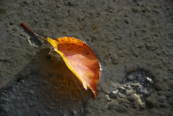 新鲜混凝土上的秋叶 — 图库照片