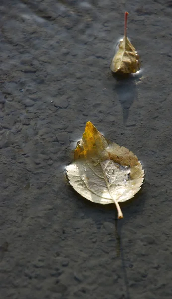 Folhas de outono em um concreto preparado fresco — Fotografia de Stock