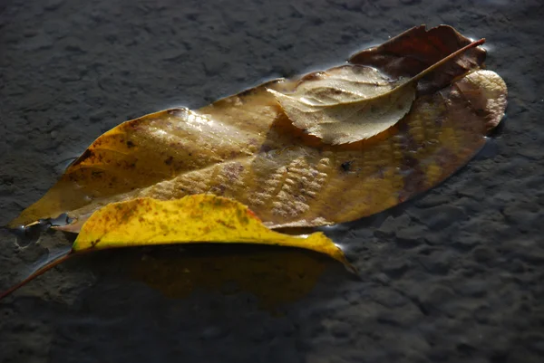 Το φθινόπωρο τα φύλλα σε ένα φρέσκο έτοιμο σκυρόδεμα — Φωτογραφία Αρχείου